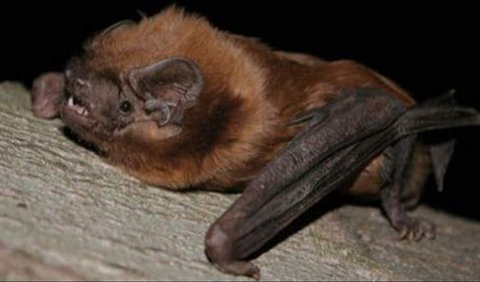 7. Large Noctule Bat