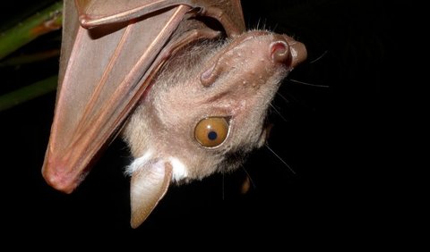 5. Bat with Franquet Rank Sign