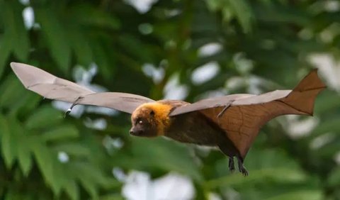 4. Flying Fox of Madagascar