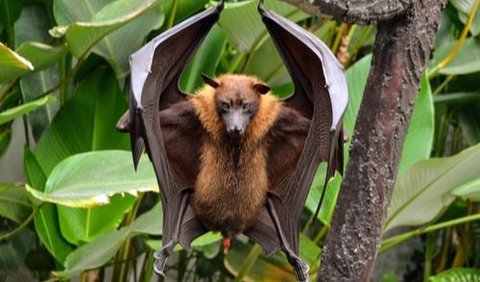 2. The Great Flying Fox