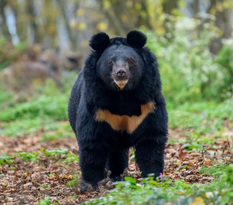 Terrifying Moment Tourist Cuts Off Hand to Free Himself from Giant Bear Attack