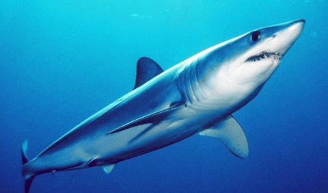 7. Short-Finned Mako Shark