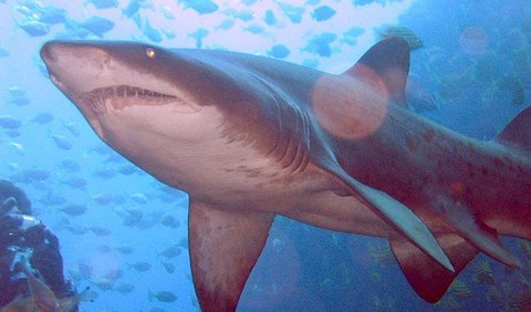 5. Sand Shark