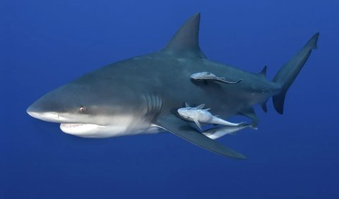3. Bull Shark