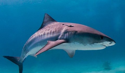 2. Tiger Shark