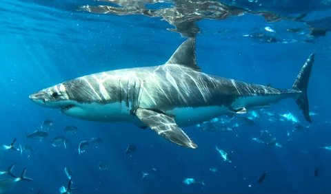 1. Great White Shark