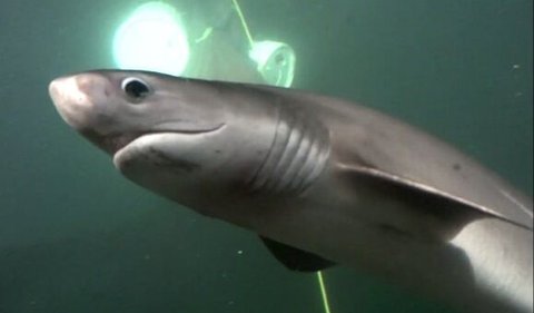 10. Dull Sixgill Shark