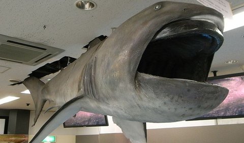 1. Megamouth Shark or Giant Mouth Shark