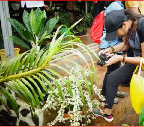 Menjelajahi Kekayaan Alam di Geopark Meratus, dari Hutan Hujan hingga Mata Air Panas Non Vulkanik