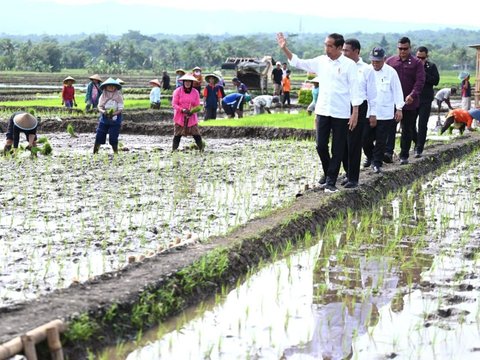 Genjot Produksi Beras, Jokowi Minta Petani Mulai Tanam Padi Bulan ini