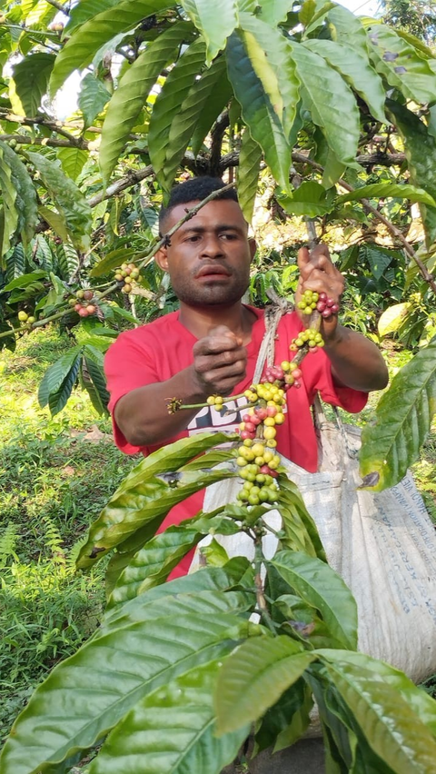 FOTO: ‘Klasterkuhidupku’, Kopi Ambaidiru dari Papua Terus Berkembang dan Mampu Jangkau Pasar Lebih Luas