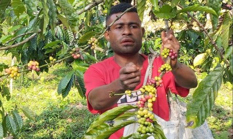 FOTO: ‘Klasterkuhidupku’, Kopi Ambaidiru dari Papua Terus Berkembang dan Mampu Jangkau Pasar Lebih Luas