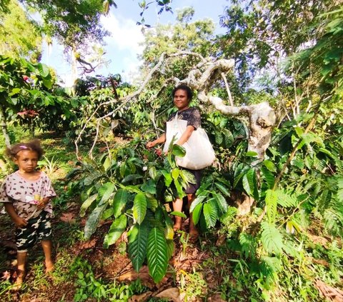 FOTO: ‘Klasterkuhidupku’, Kopi Ambaidiru dari Papua Terus Berkembang dan Mampu Jangkau Pasar Lebih Luas