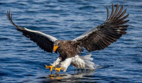 2. Stellar Sea Eagle - Wingspan 8.3 feet (2.5 meters)