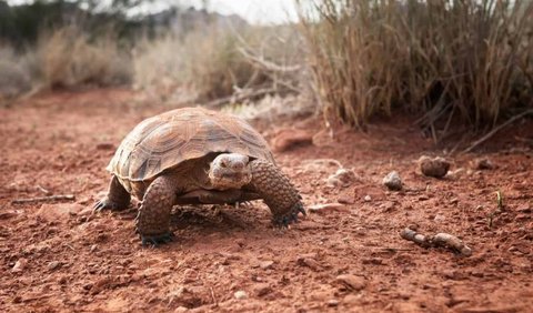9. Desert Tortoise (1 year)
