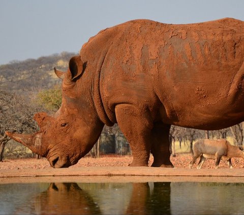 Is the Rhinoceros a Descendant of the Dinosaur Species Triceratops?