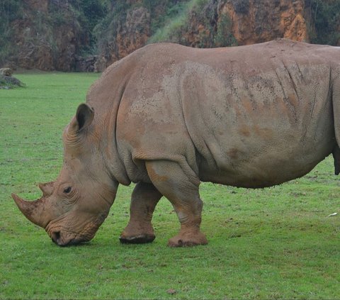 Rhinoceroses can even run on their feet and surprisingly, reach speeds of up to 34mph!