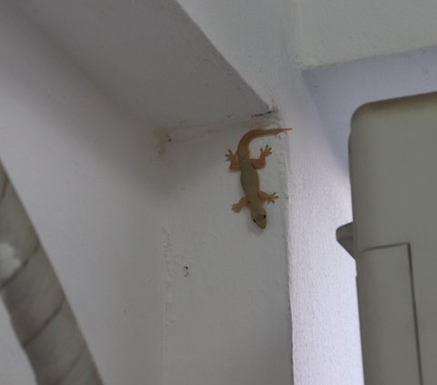 How to Drive Away Geckos and Flies, Only Using 3 Ingredients Found at Home