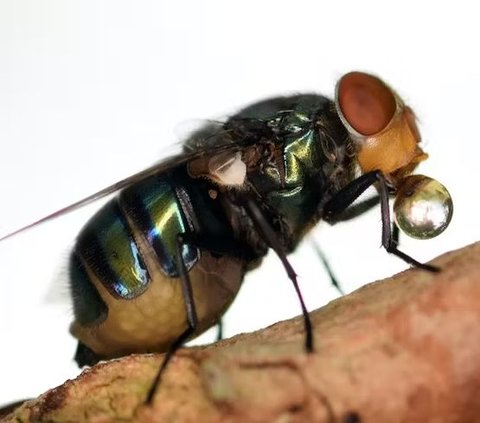 Why do flies always vomit or defecate every time they land?