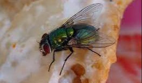 Why do flies defecate when they land?