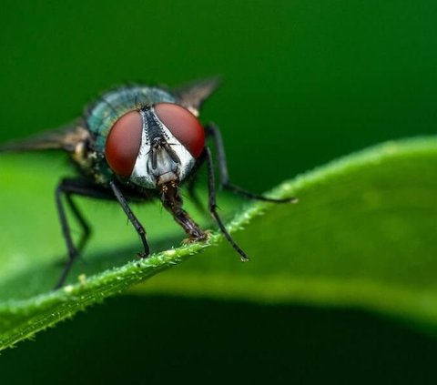 Why do flies always vomit or defecate every time they land?