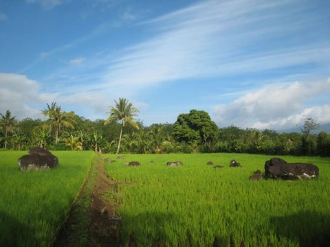 Menguak Situs Batu Megalitik Pasemah, Lanskap Peradaban Sumatra Selatan di Lereng Gunung Dempo