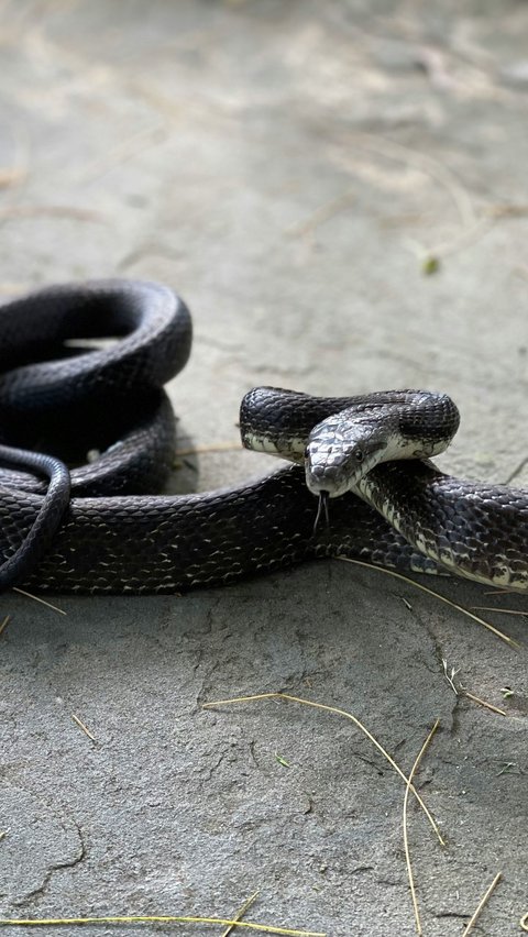 Ternyata ini Alasan Ular Sering Masuk Rumah saat Musim Hujan