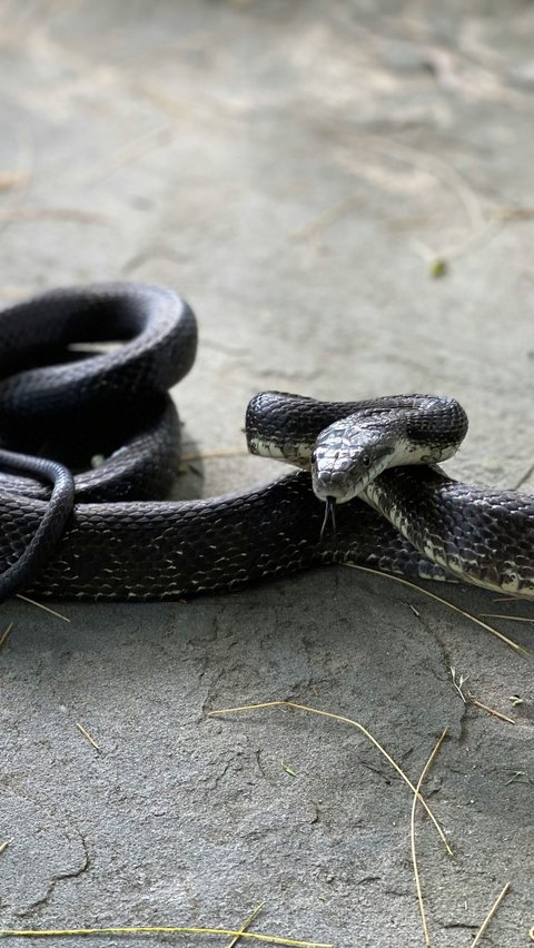 Ternyata ini Alasan Ular Sering Masuk Rumah saat Musim Hujan