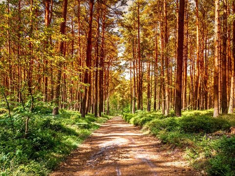 Hutan Pinus Pengger