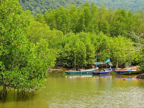 Hutan Mangrove Kulon Progo