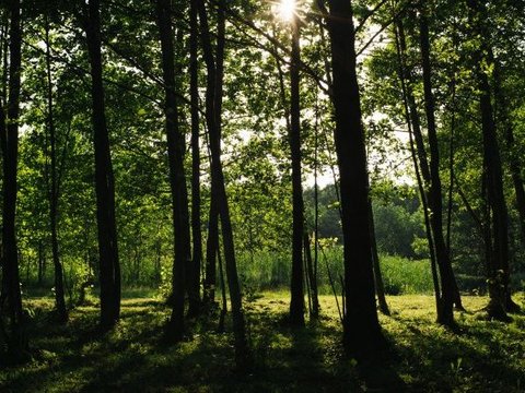 15 Senjata Kuno Suku Barbar Ditemukan di Hutan, Digunakan Bertarung Lawan Pasukan Romawi