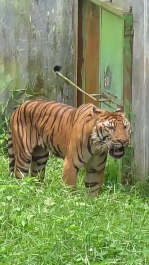 <b>Deretan Fakta Matinya Harimau Benggala di Medan Zoo, KLHK Minta Evaluasi</b>