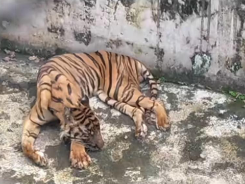 Deretan Fakta Matinya Harimau Benggala di Medan Zoo, KLHK Minta Evaluasi