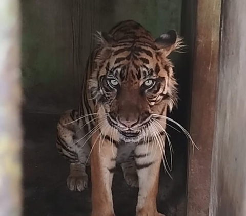 Deretan Fakta Matinya Harimau Benggala di Medan Zoo, KLHK Minta Evaluasi