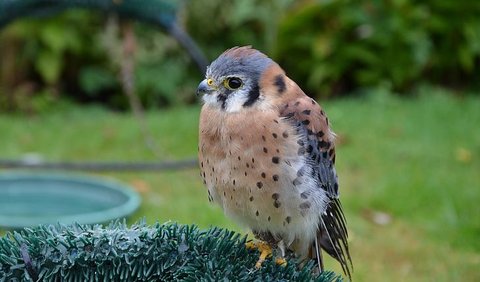 2. Namanya Berarti “Falco Burung Pipit”