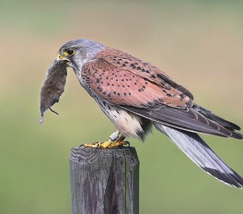 Fakta Unik tentang Kestrel, Predator Kecil dengan Warna Cantik