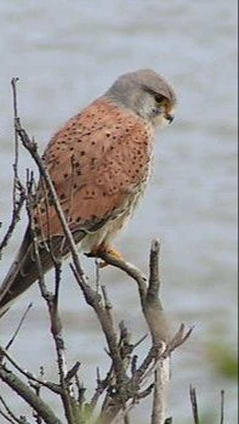 Fakta Unik tentang Kestrel, Predator Kecil dengan Warna Cantik