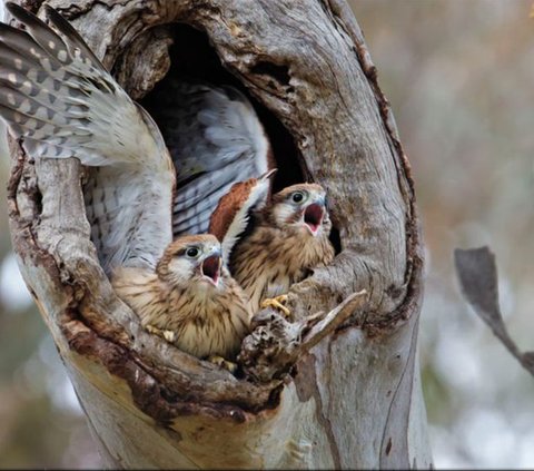 Fakta Unik tentang Kestrel, Predator Kecil dengan Warna Cantik