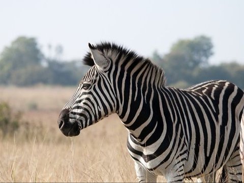 Fakta Zebra