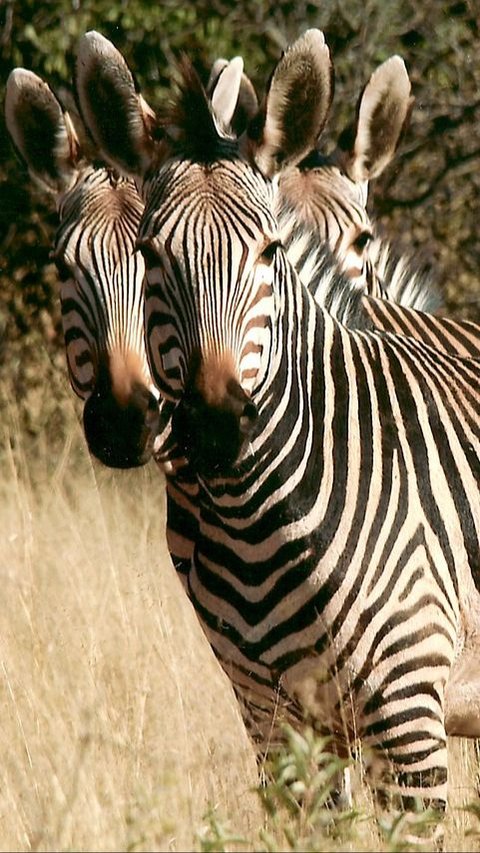 <b>31 Januari: Hari Zebra Internasional, Ketahui Sejarah dan Fakta Menariknya</b><br>