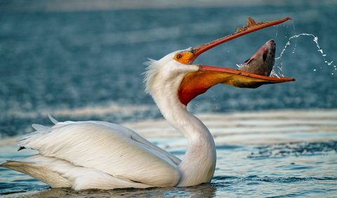 Apa yang Biasanya Dimakan Burung Pelikan? 