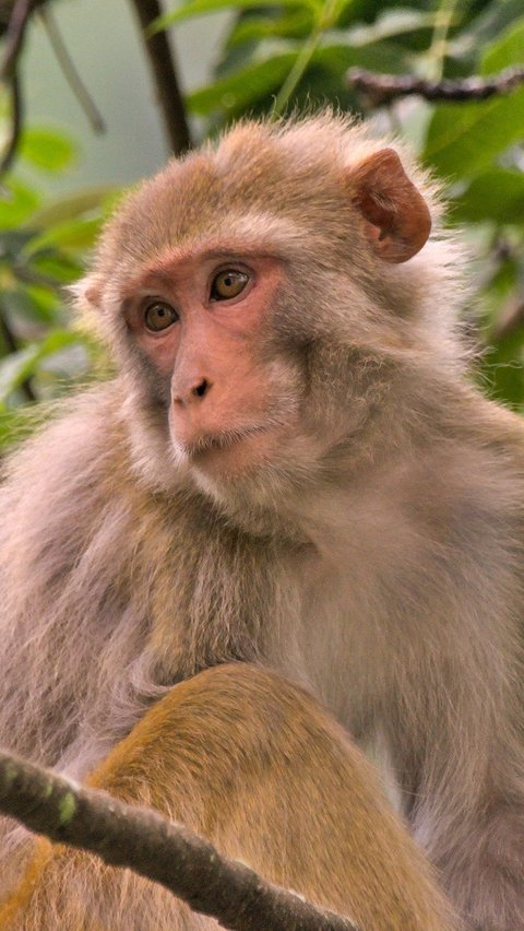 6. Kera Rhesus <br>