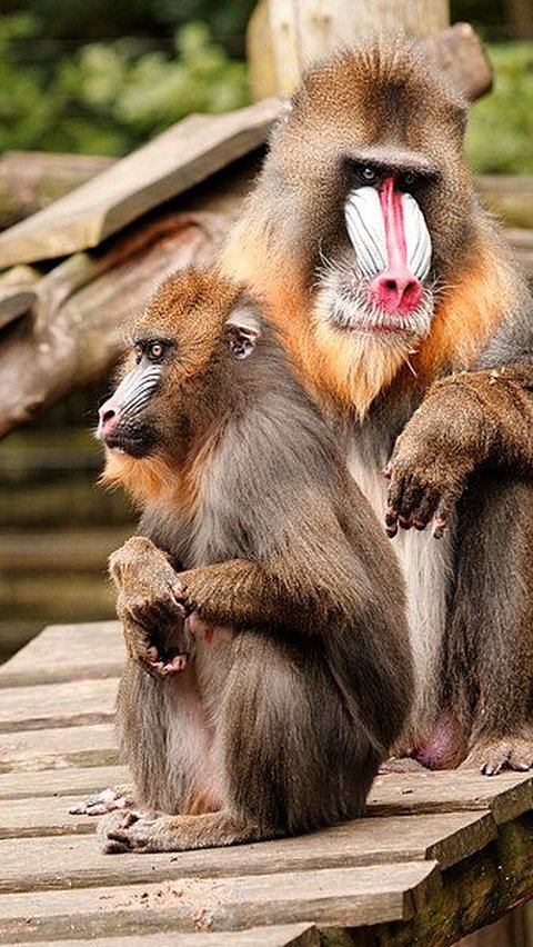 5. Mandrill<br>