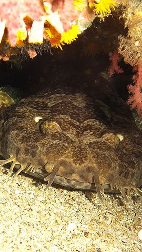 3. Hiu Wobbegong<br>