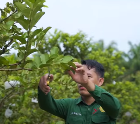 Raih Omzet Rp60 Juta per Bulan, Intip Kisah Sukses Petani Jambu Kristal di Kabupaten Kampar Riau