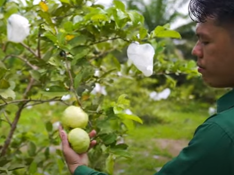 Raih Omzet Rp60 Juta per Bulan, Intip Kisah Sukses Petani Jambu Kristal di Kabupaten Kampar Riau