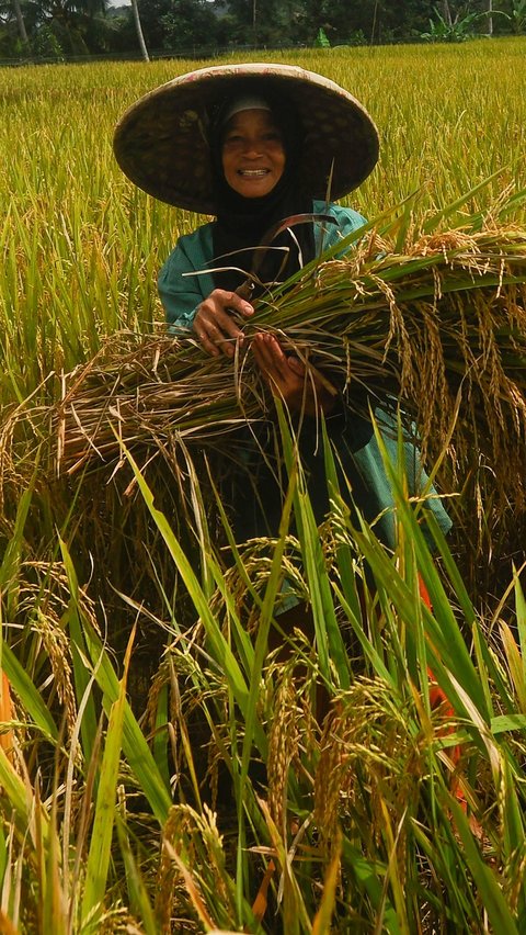 FOTO: Petani Padi Semringah Harga Gabah Kering Naik