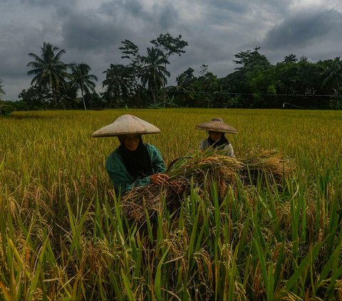 Petani memanen padi jenis Ciherang di Leuweung Kolot, Bogor, Jawa Barat, Rabu (31/1/2024). Aktivitas panen padi saat ini masih terbatas di sejumlah daerah di Indonesia. Kondisi tersebut membuat harga gabah kering panen di tingkat petani menjadi sangat tinggi. Foto: Merdeka.com/Arie Basuki