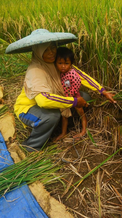 Di Bogor, harga gabah tertinggi menembus Rp8.500 per kilogram. Naik cukup tinggi dibandingkan harga sebelumnya, yakni di kisaran Rp5.500 sampai Rp6.000 per kilogram. Foto: Merdeka.com/Arie Basuki