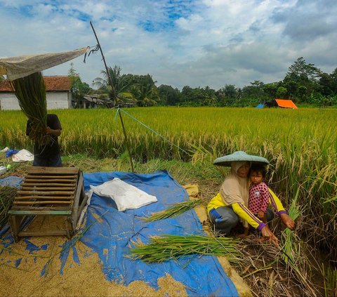 FOTO: Petani Padi Semringah Harga Gabah Kering Naik